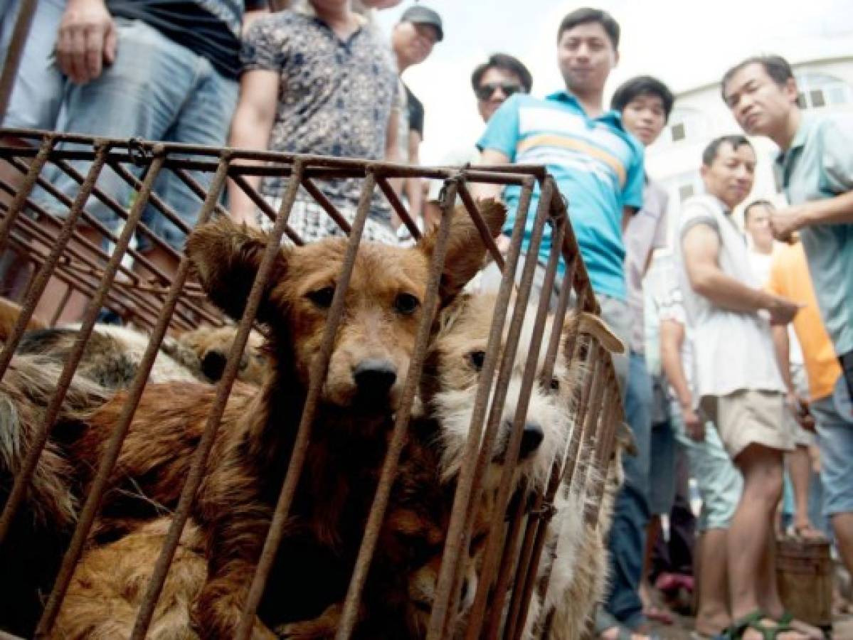 Ciudad china celebra fiesta de carne de perro pese protestas