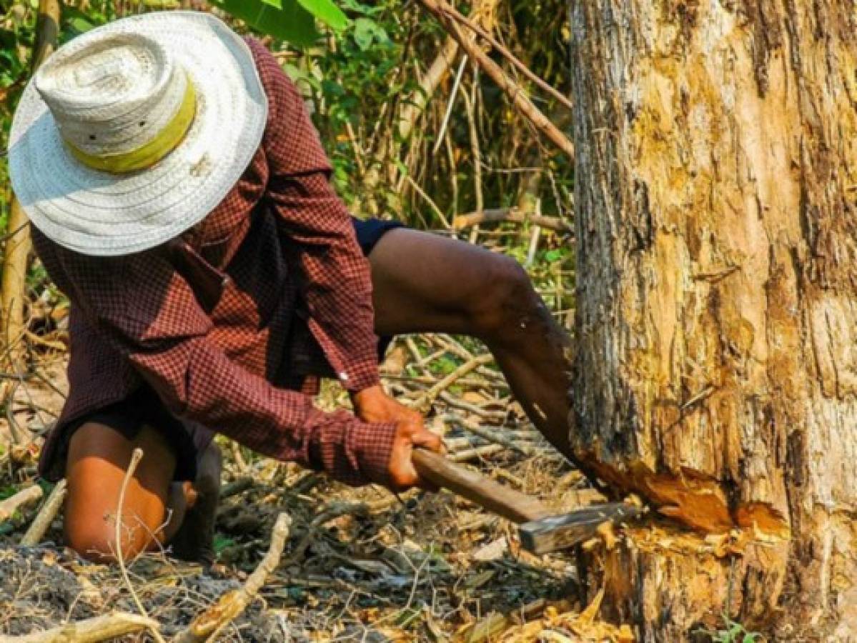 Inesperado: Talan un árbol en Argentina y ven la silueta de Jesucristo