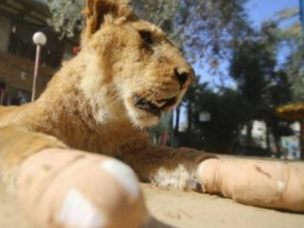 Amputan garras a leona para que juegue con los visitantes del zoológico