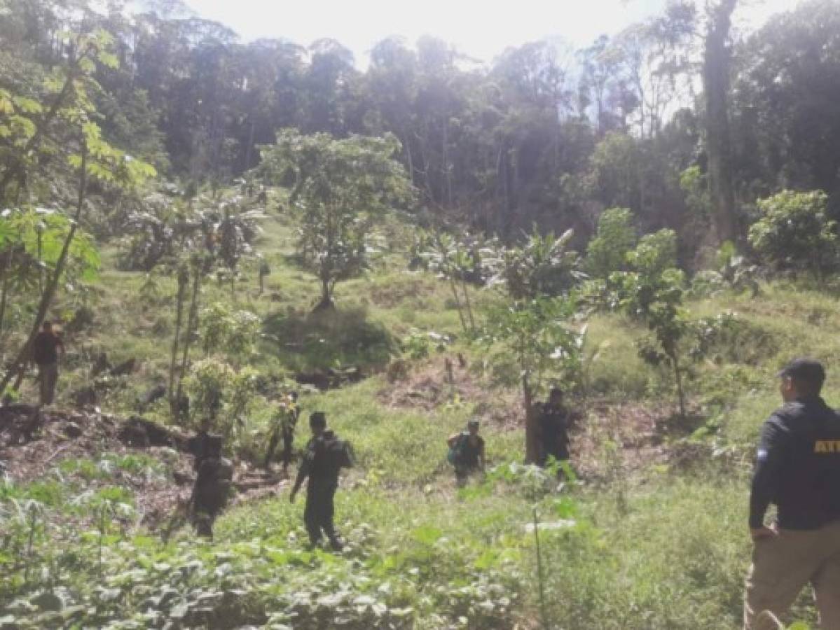 Honduras: Destruyen cultivos de hoja de coca en Colón    