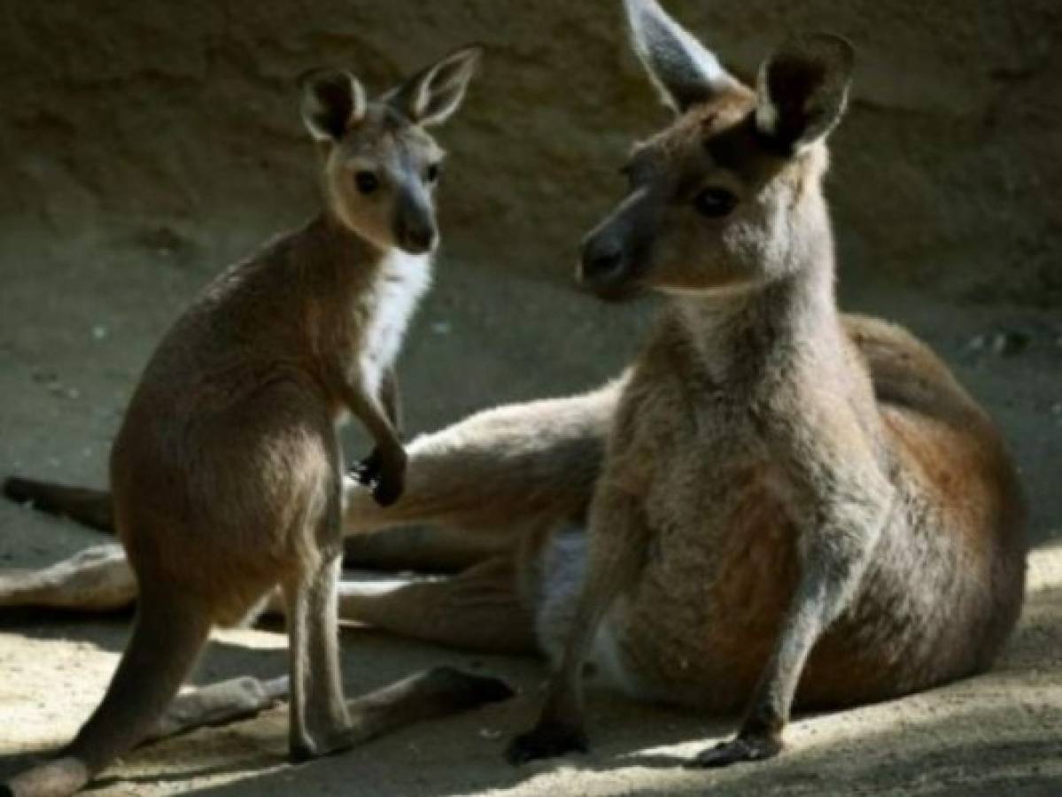 Pohíben a canguros visitar su bar favorito en Australia