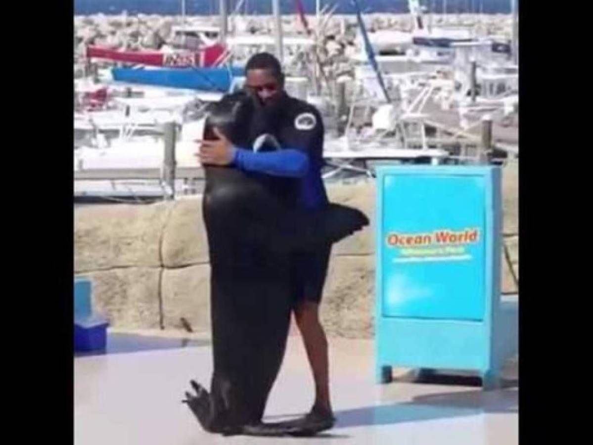 Una graciosa foca bailando merengue y saca las sonrisas de los usuarios