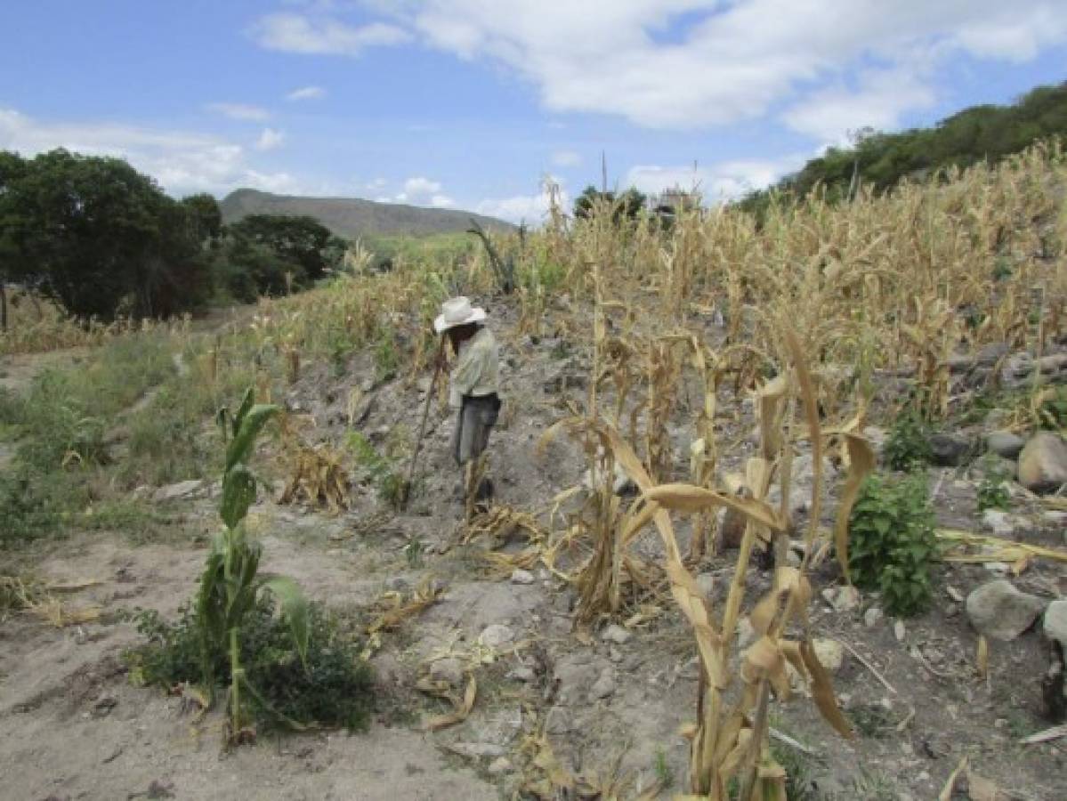 Extendida sequía agobia al 95% de los habitantes de El Paraíso