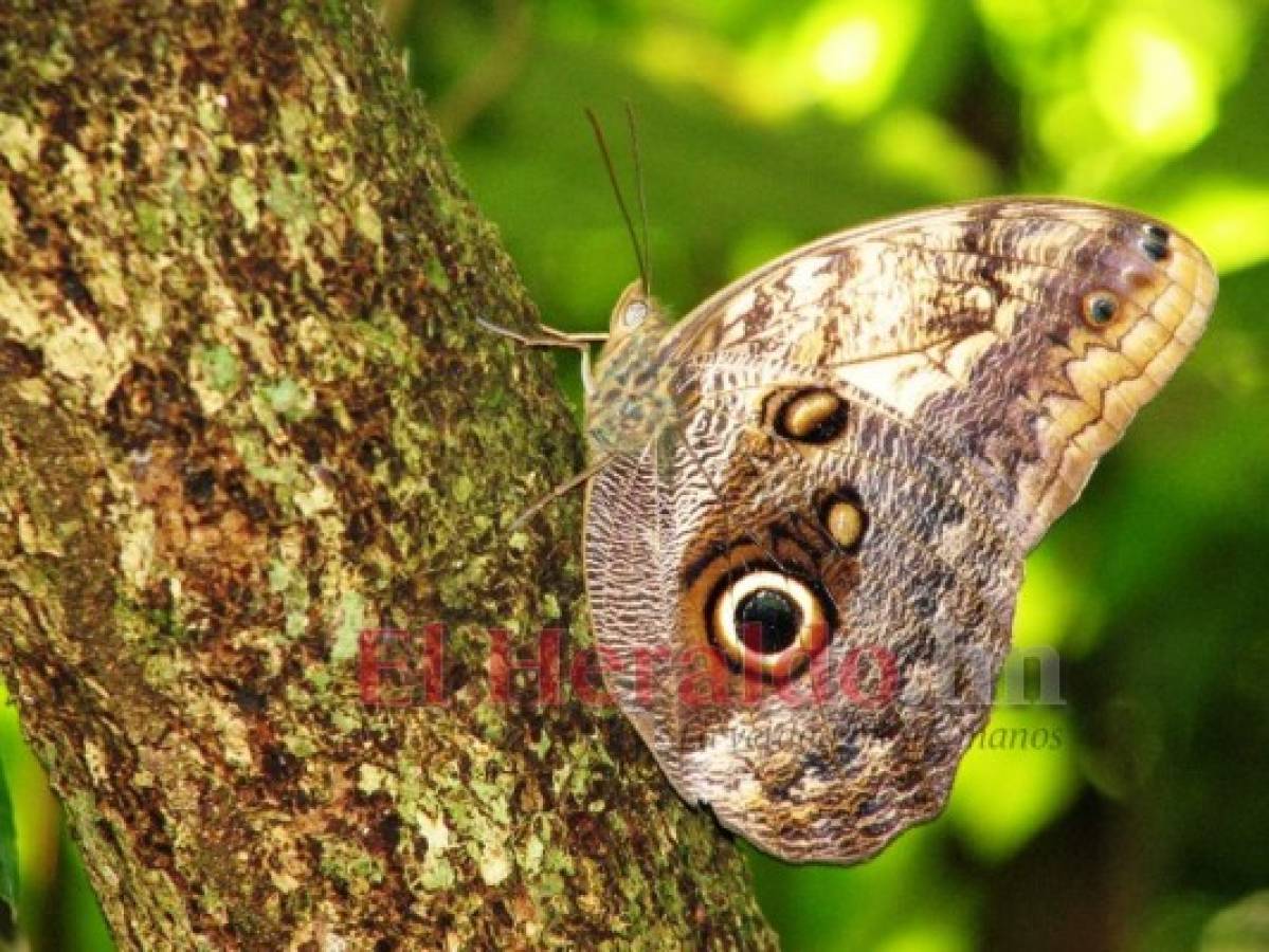 Primer Festival de Mariposas se hará en el Lago de Yojoa