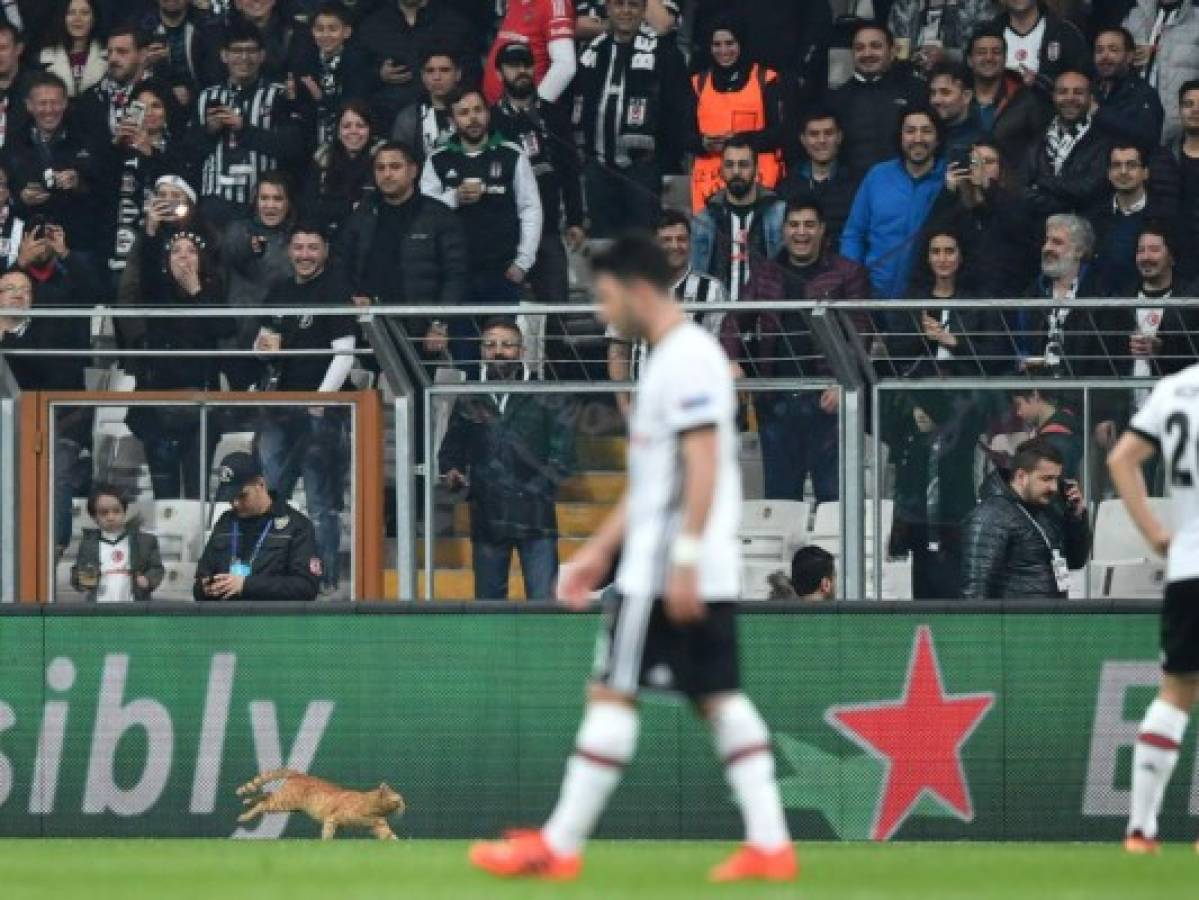 ﻿Un gato interrumpe partido de Champions entre Besiktas y Bayern  