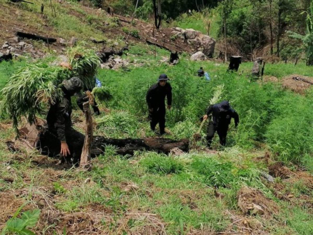 Destruyen unas 65 mil plantas de hoja de coca en Colón