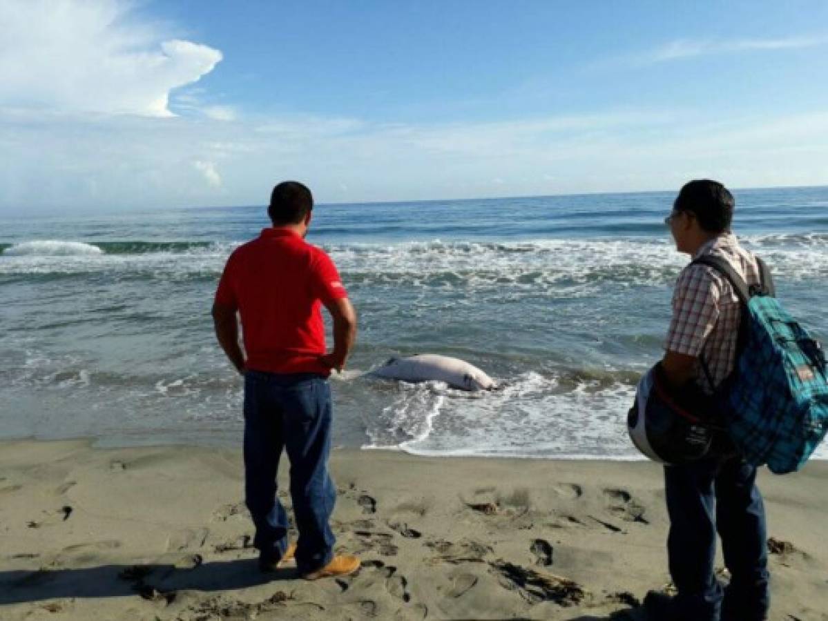 Encuentran muerto un manatí frente a Playa Bonita de Tela, Honduras