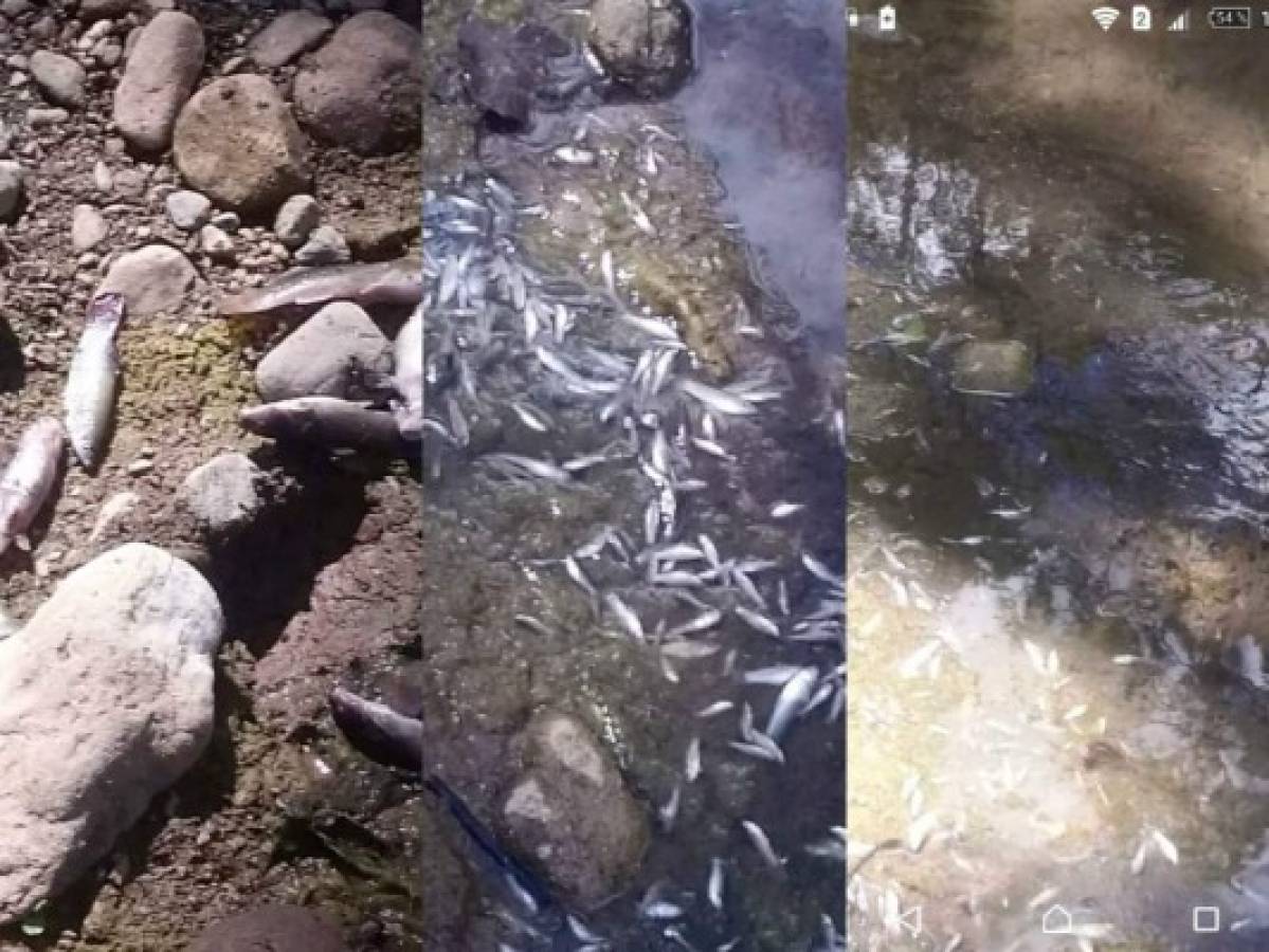 Honduras: Masiva muerte de peces en caudaloso río de Esquías