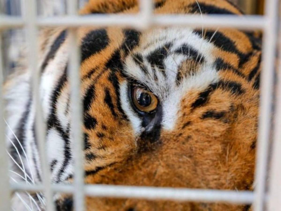 Zoológico en Chile comienza a vacunar a animales contra el covid-19  