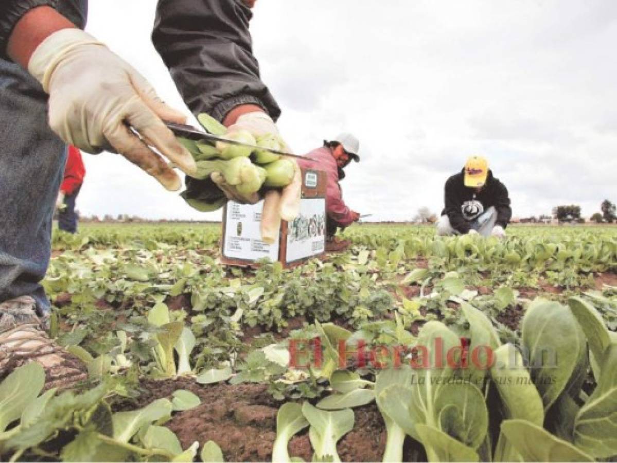 Se reduce monto mensual del envío de remesas a Honduras