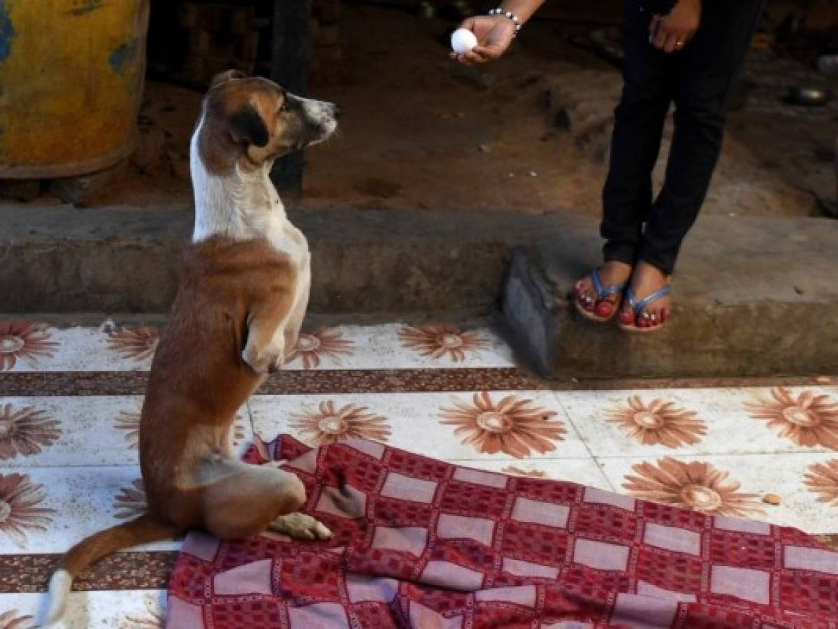 De India al Reino Unido, el rescate de la pequeña perra Rocky