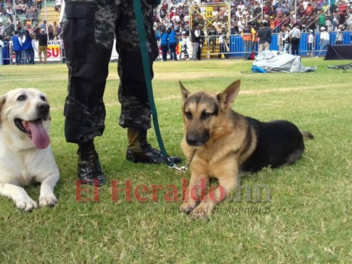 Zoe, Carol y Max, los perros antibombas que resguardan los desfiles