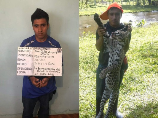 Hombre es capturado por matar y despellejar a un tigrillo en Honduras