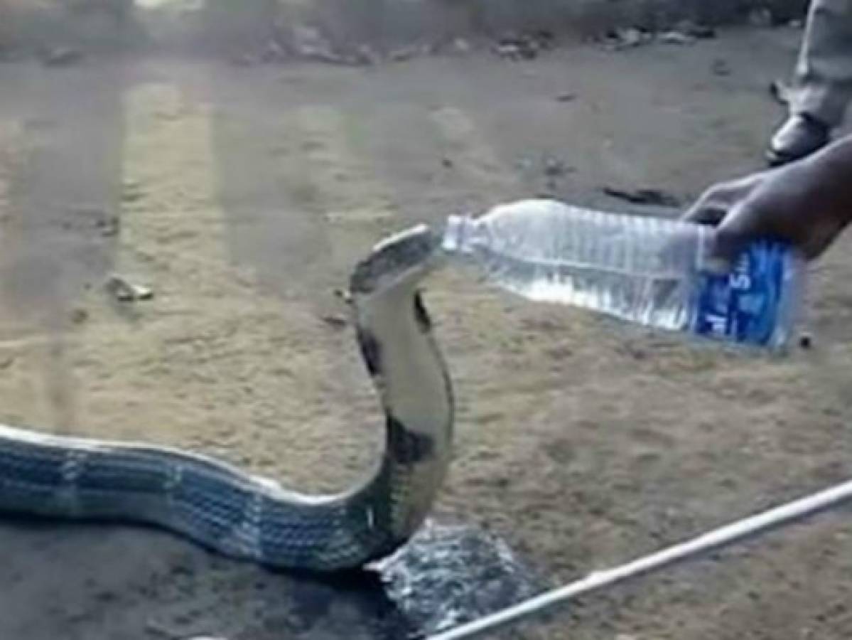 Increíble: Enorme cobra bebe agua de botella que le da un poblador de la India