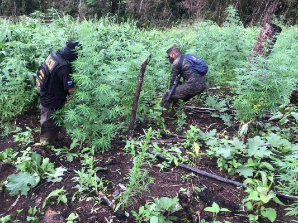 Descubren al menos tres manzanas de plantaciones de marihuana en Colón