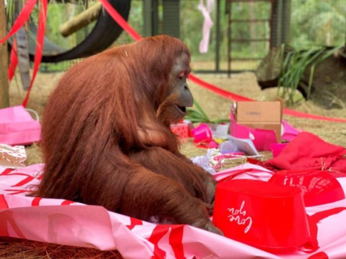 Orangutana argentina Sandra celebra su cumpleaños en EEUU 