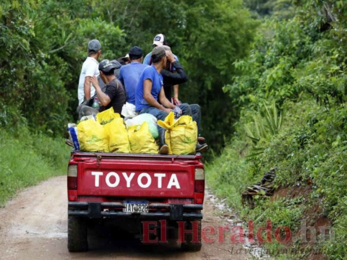 La agricultura promueve el trabajo infantil en el sur de Honduras