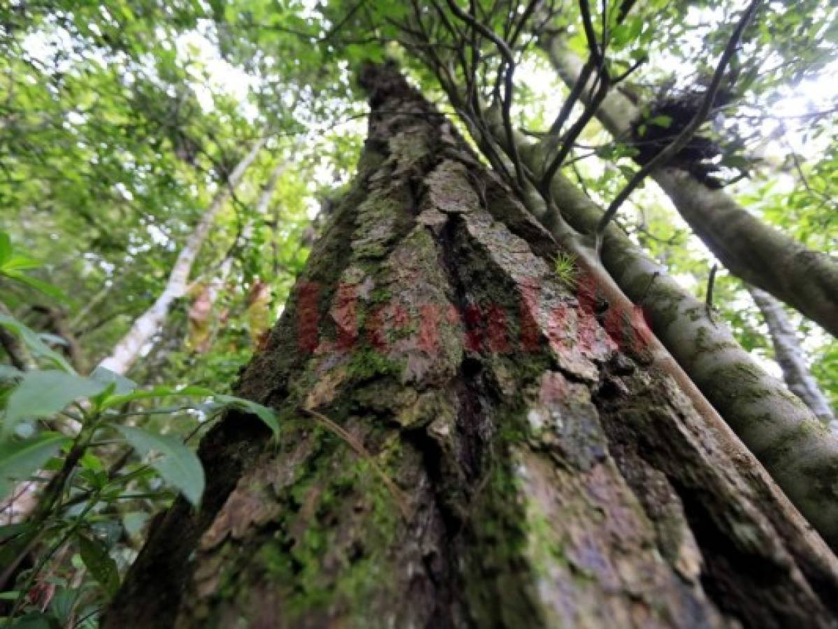 Una selva encantada se esconde en Uyuca