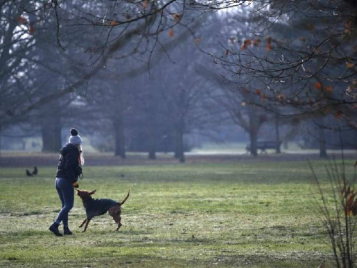 El robo de perros, la otra 'pandemia' en el Reino Unido