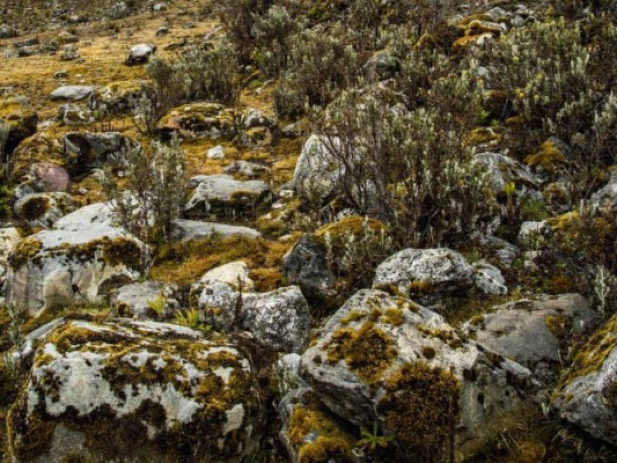 El derretimiento apresurado por el cambio climático causa tristeza, pero abre una oportunidad única para los científicos. Foto: AFP