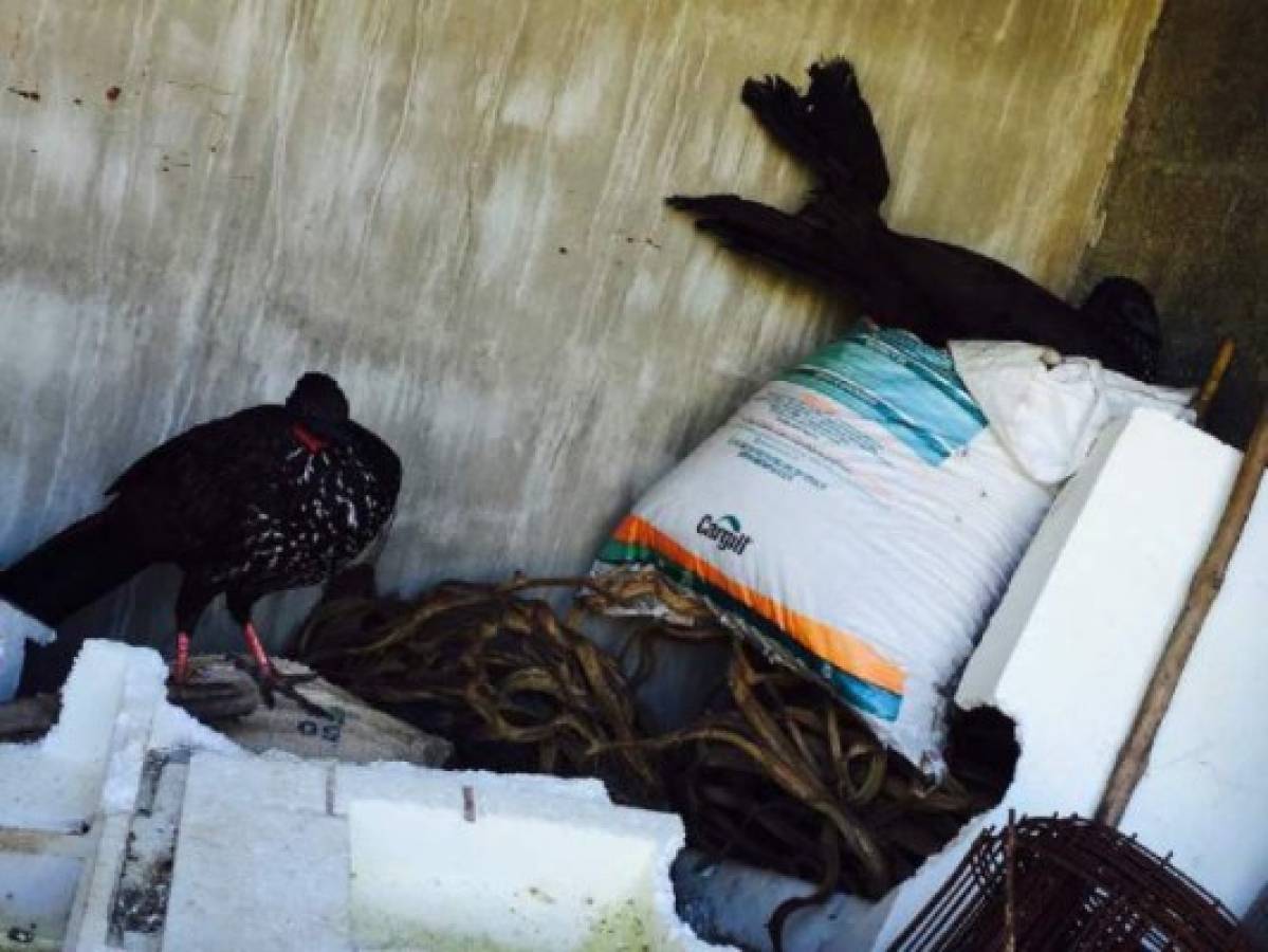 Incautan aves exóticas en casa de supuesto narco de Colón