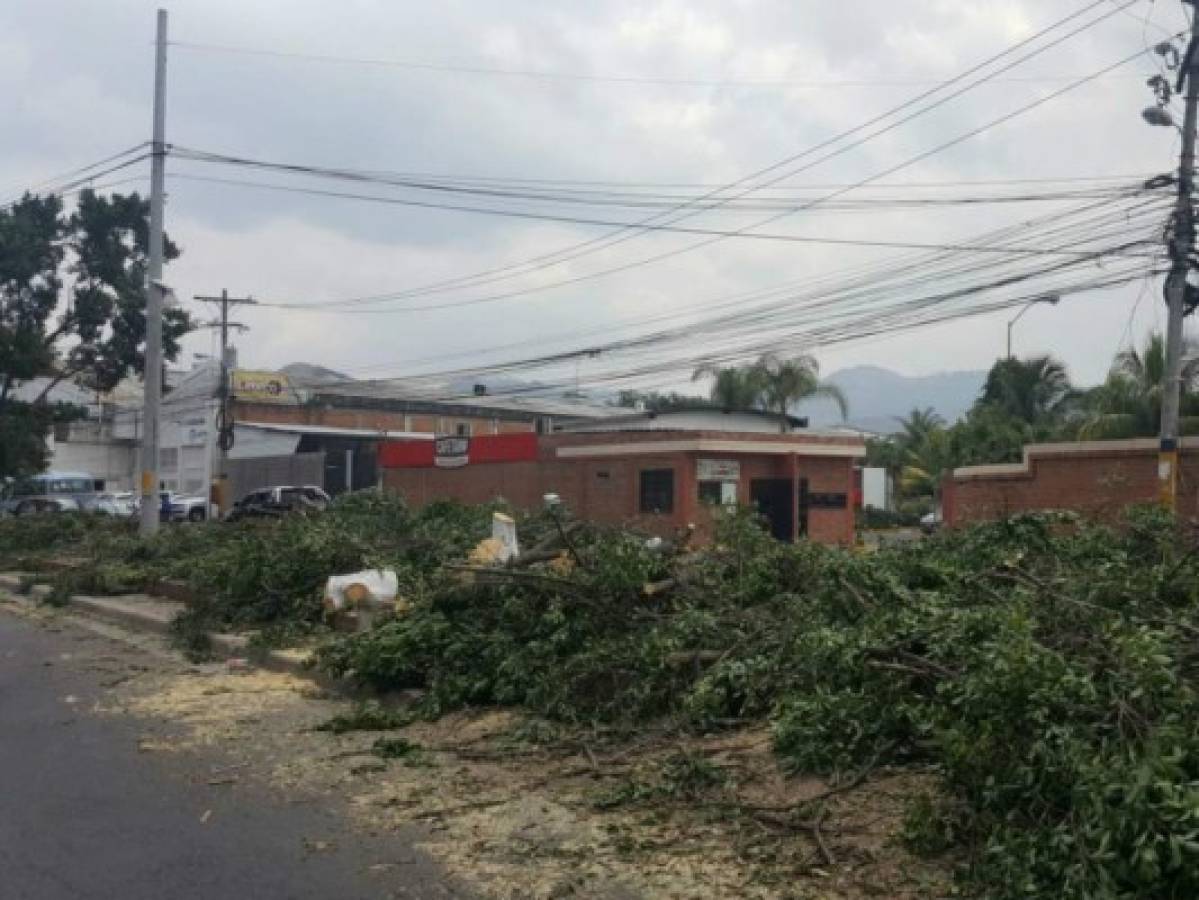 Cortan árboles para iniciar el túnel de la 21 de Octubre de Tegucigalpa