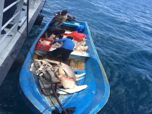 Fuerzas Armadas de Honduras captura a depredadores del tiburón martillo