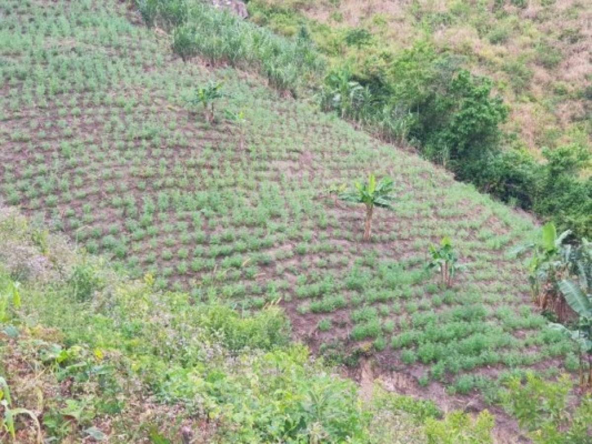 Aseguran plantación de marihuana de al menos ocho manzanas en Colón