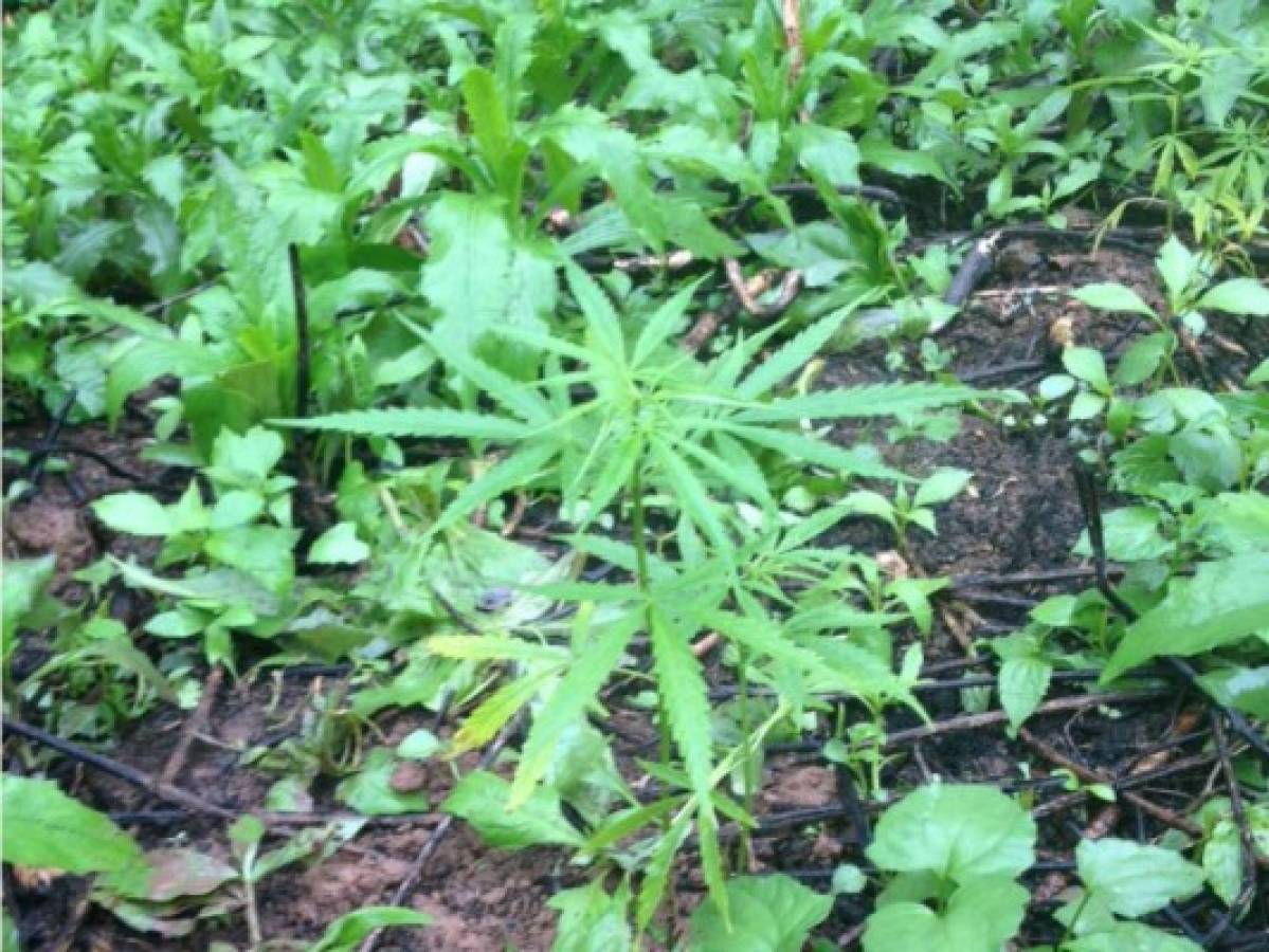 Honduras: Fusina decomisa 9 mil plantas de marihuana en Catacamas