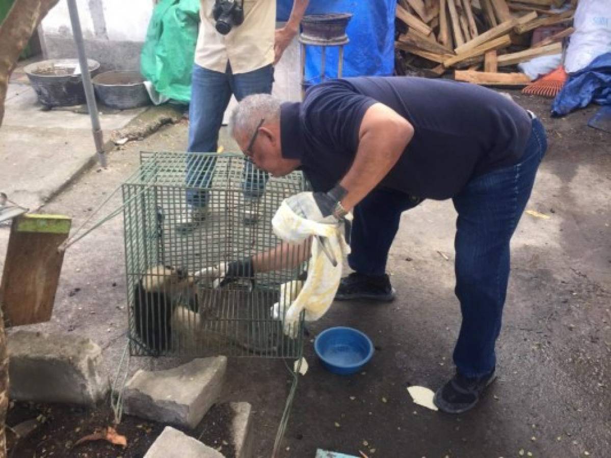 Liberan a oso hormiguero que había sido hurtado de PANACAM