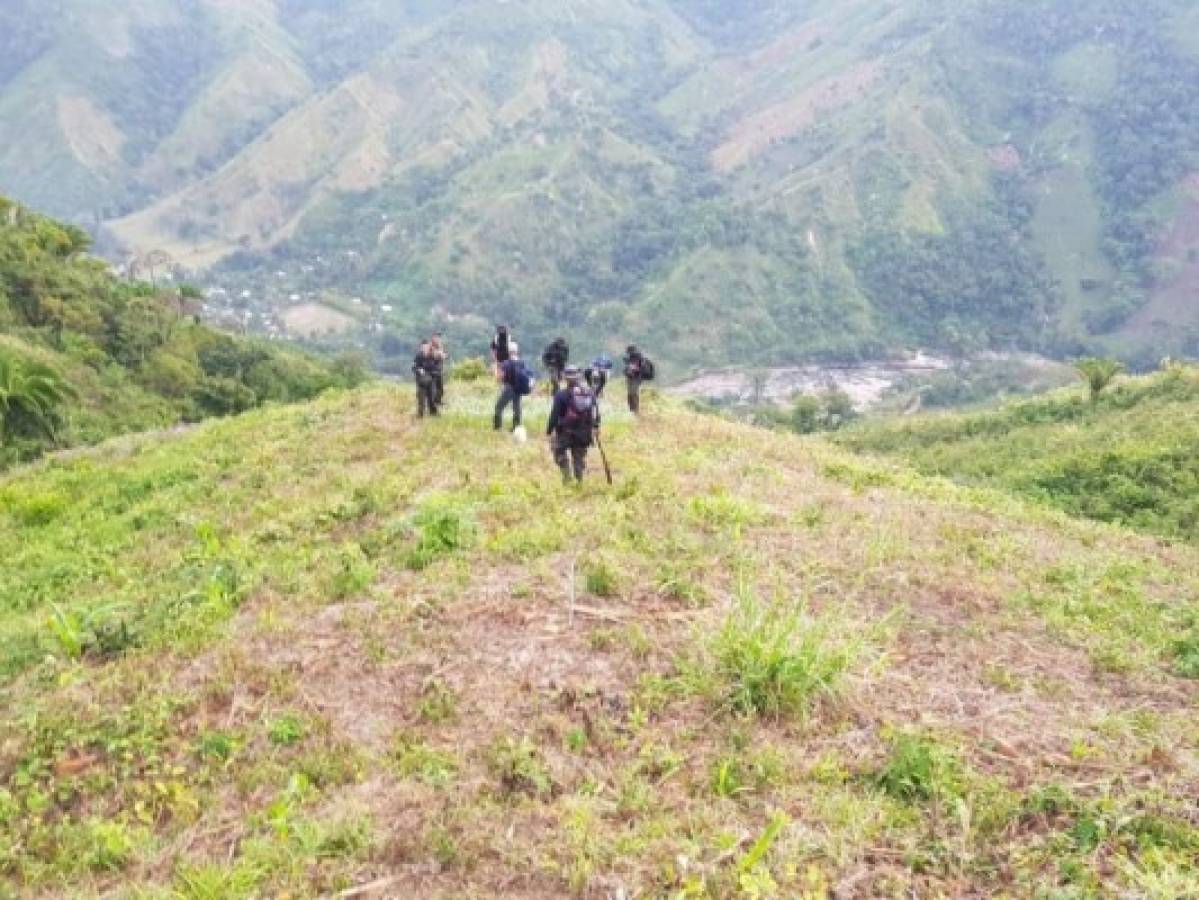 Aseguran plantación de marihuana de al menos ocho manzanas en Colón