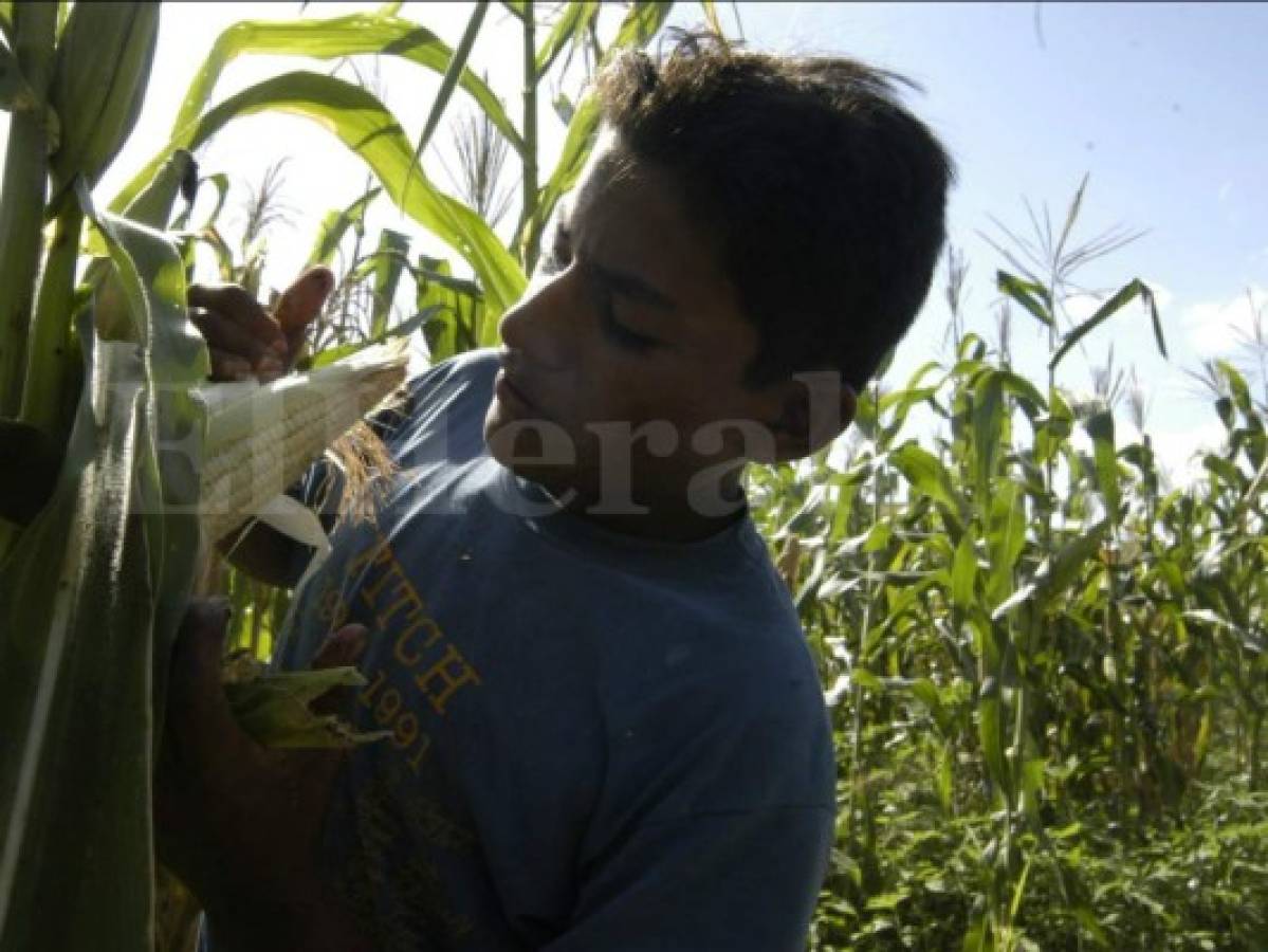 Mora del agro con la banca privada de Honduras bajó de 5.1% a 2.6%