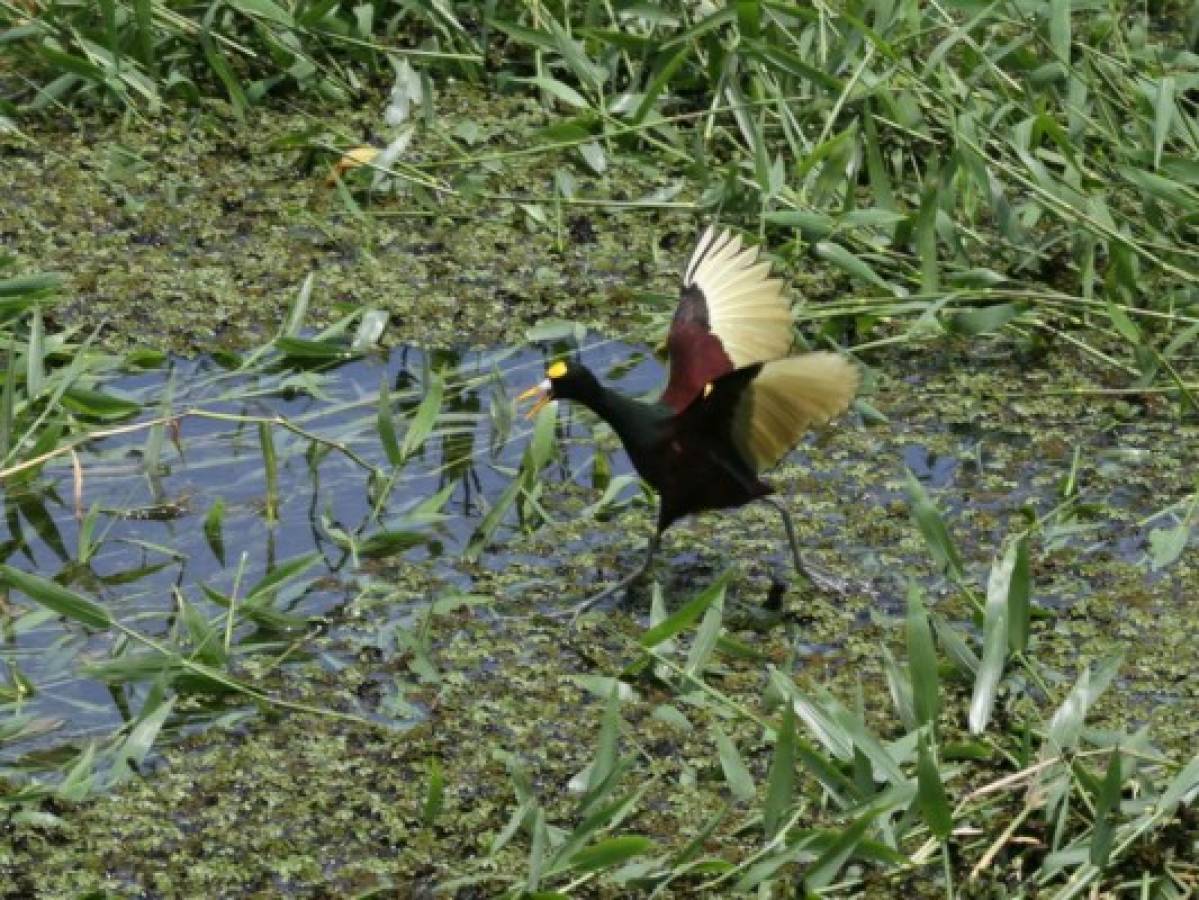 Buscan promover el Lago de Yojoa como uno de los principales centros turísticos de Honduras