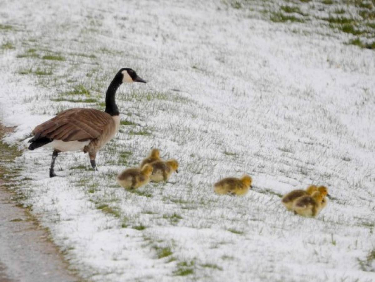 Se registra nevada extemporánea en noreste de EEUU  