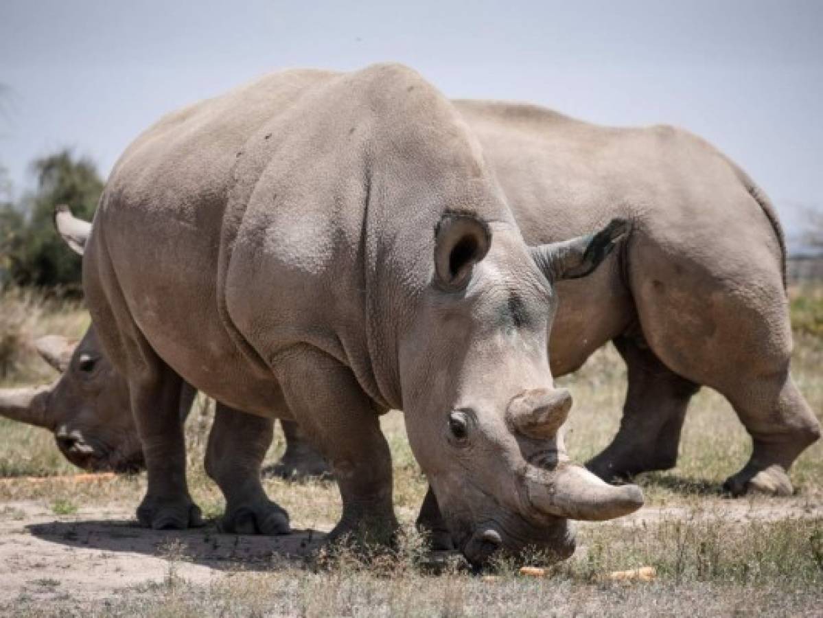 Logran fecundar óvulos para salvar a los rinocerontes blancos del norte