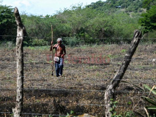 Campesinos hondureños desafían la sequía que golpea a Centroamérica