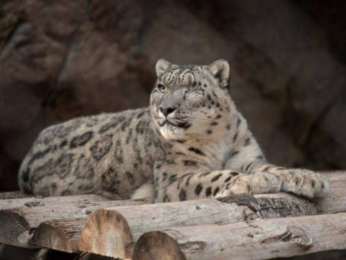 Mujer peleó contra Leopardo y evitó que se comiera a su hijo de ocho años