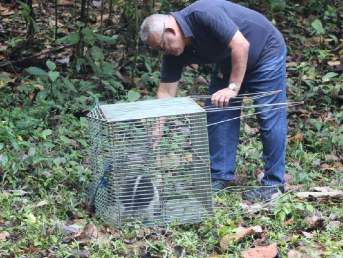 Liberan a oso hormiguero que había sido hurtado de PANACAM