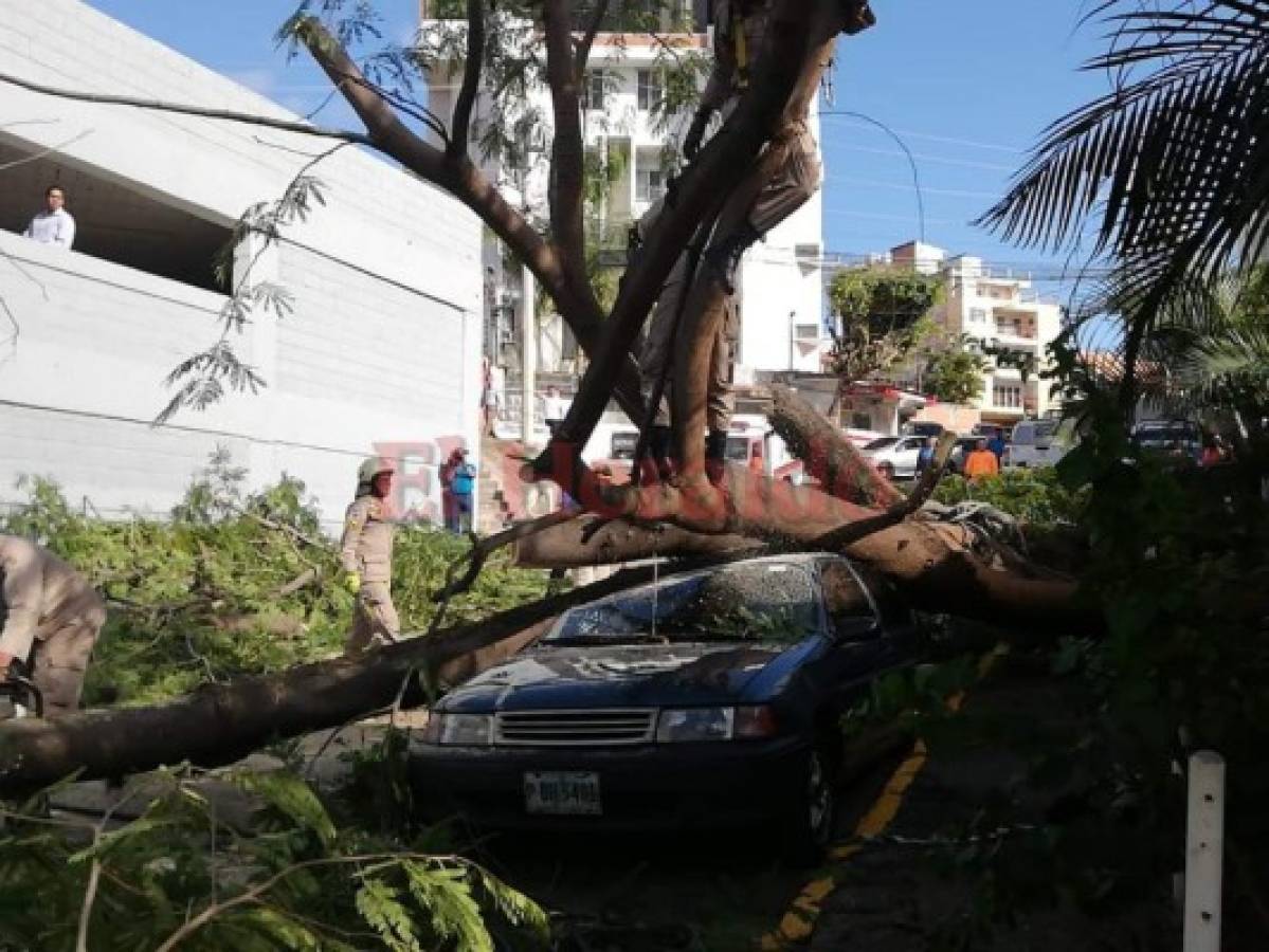 Socorristas remueven árbol que destruyó vehículo en la colonia Tepeyac de la capital