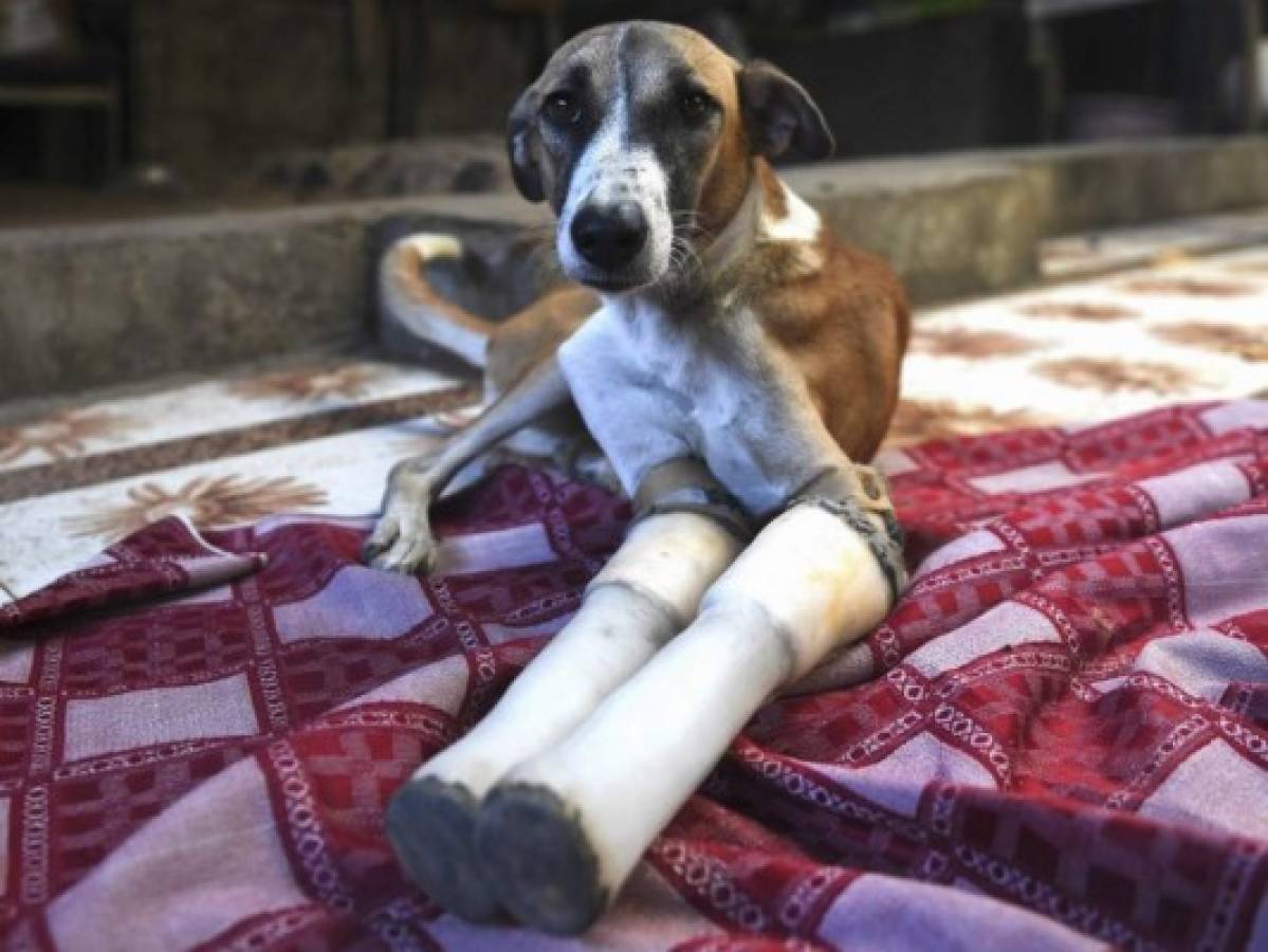 Rocky, a female dog who lost her front legs in a train accident, rests at the People For Animals Trust in Faridabad on November 17, 2020. - A street dog that had its front legs after being run over by a train in northern India has found a new home in Britain after enduring a year of surgeries and learning to walk again with new prosthetics. (Photo by Money SHARMA / AFP)