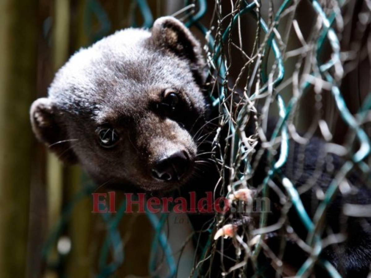 Recorriendo el Rosy Walther: Ori, el curioso cadejo que disfruta las visitas