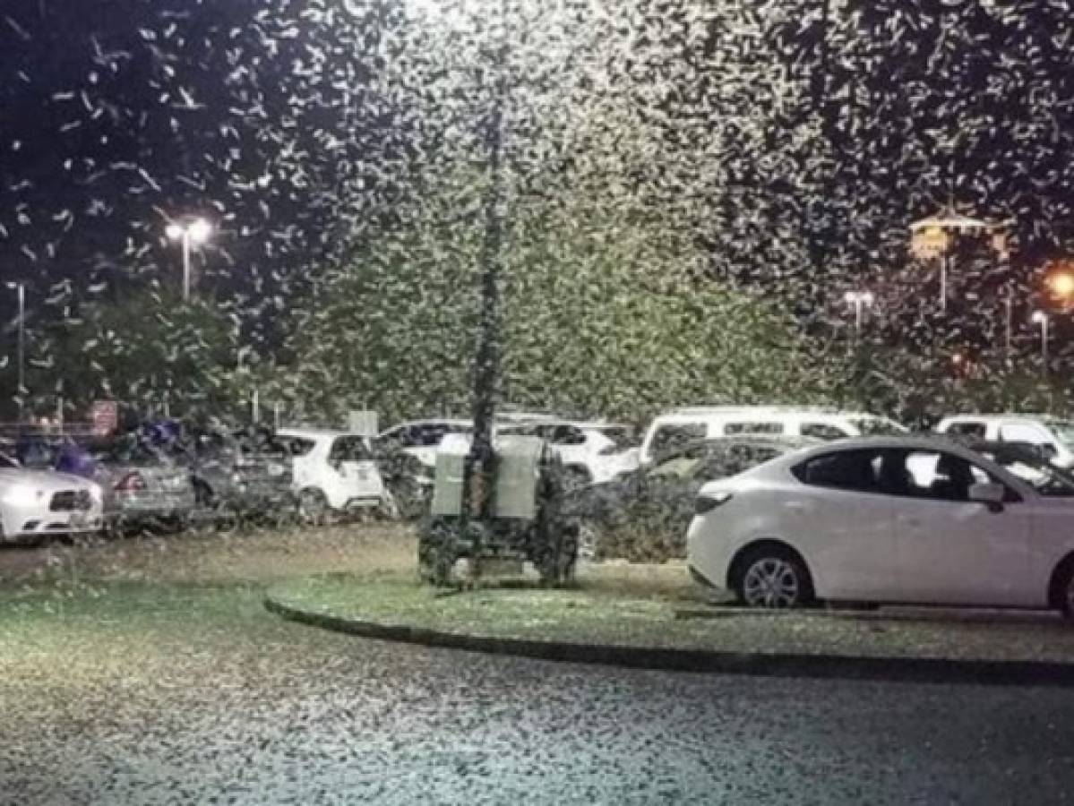 Saltamontes que invaden las calles de Las Vegas se pueden ver desde el espacio