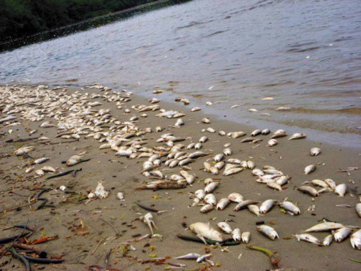 Misteriosa mortalidad de peces en Tela