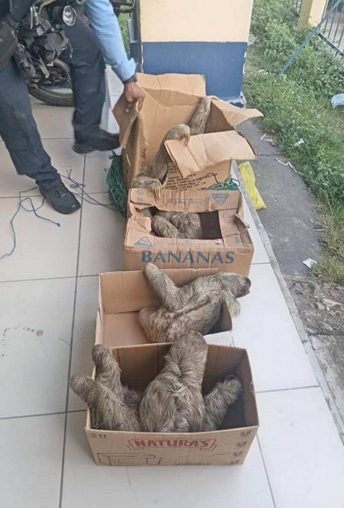 Con todo y cría, logran rescatar a osos perezosos que eran traficados en cajas a Roatán