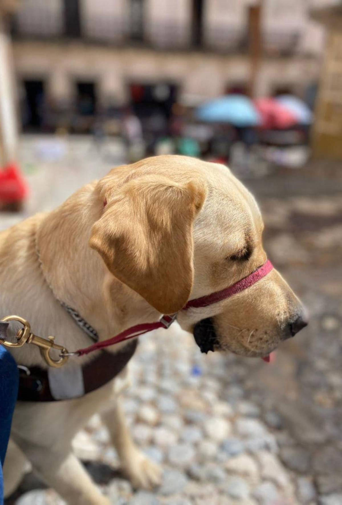 Sary, la joven no vidente a quien un hotel le negó el ingreso con su perro guía