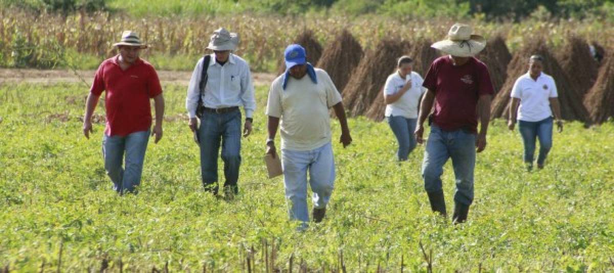 En la zona sur producen ajonjolí para surtir a Japón