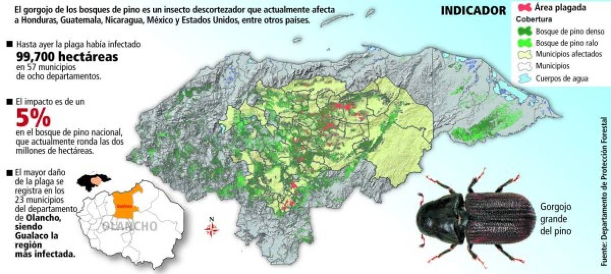 Plaga de gorgojo se propaga en 57 municipios de 8 departamentos