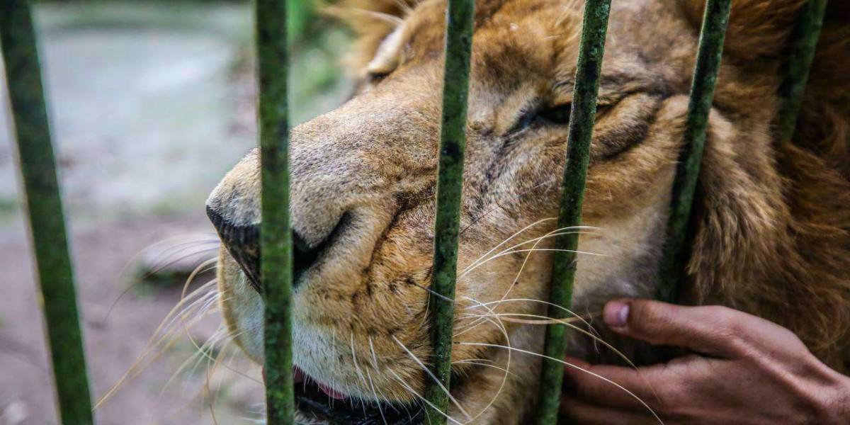 Melena, garras y manchas: los felinos que cautivan en El Picacho