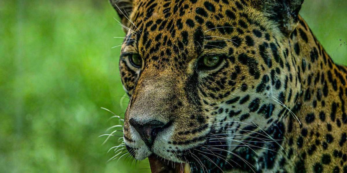 Melena, garras y manchas: los felinos que cautivan en El Picacho