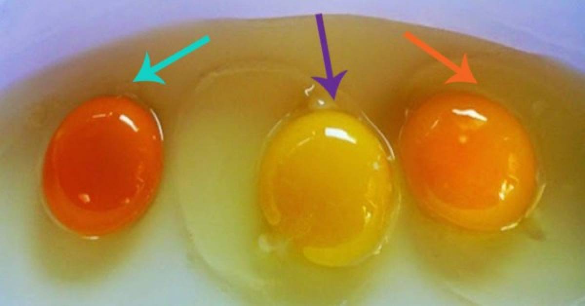 ¿Los huevos que consumes provienen de gallinas saludables?